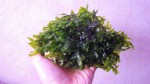 DSC01742.JPG