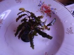 DSC02060.JPG