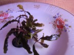 DSC02061.JPG
