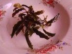 DSC02062.JPG