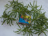 DSCN0245.JPG