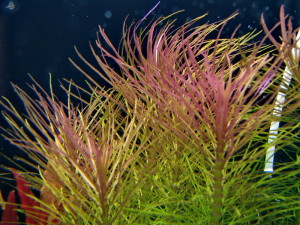 IMG_5975_новый размер.JPG