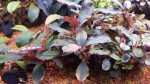 Lamandau Purple,.jpg