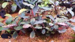 Lamandau Purple.jpg