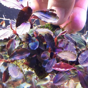 Lamandau Purple,,.jpg