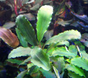 Treasure-2011-West-Kalimantan-1.jpg
