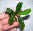 Treasure-2011-West-Kalimantan-2.jpg