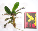Treasure-2011-West-Kalimantan-3.jpg