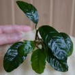 coffeefolia0.jpg