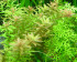 copy_225_copy_406_copy_812_rotalaRotundifolia4.jpg