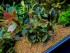 copy_915_copy_797_copy_499_copy_787_copy_378_Lamandau-Green.jpg