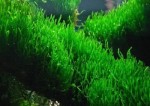 flame-moss.jpg
