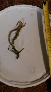 image-e79834a8eb92ca6168a5138dca25fe5fcff7666cd5d21da66bec3ae04a23f568-V.jpg