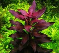 ludwigia-peruvian.jpg