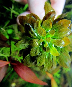 pilosa1аук.jpg