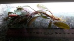 20160610_112625.jpg