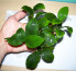 Anubias-nana-2.jpg