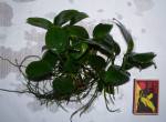 Anubias-nana-3.jpg