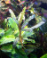 Blue-Gaia-1.jpg