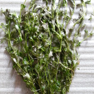 Limnophila sessiliflora.jpg