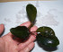 Motleyana-Semuntai-1-2.jpg