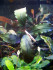 Narcissus-2-1.jpg