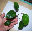 Piptospatha-manduensis-2.jpg