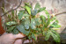 copy_146_Bucephalandra-sp.-Aurora-Melawi-1.jpg