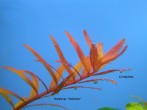 copy_231_rotala_colorata.jpg
