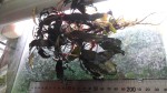copy_240_20160610_113453.jpg