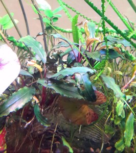 copy_272_20160615_222306.jpg