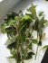 copy_570_copy_336_2016-02-28-13.00.20.jpg