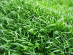copy_701_copy_697_lileopsis.jpg