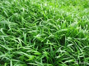 copy_701_copy_697_lileopsis.jpg