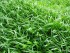 copy_701_copy_697_lileopsis.jpg