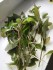copy_995_copy_243_2016-02-28-13.00.23.jpg