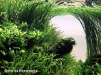 eleocharis-sp-xingu.jpg