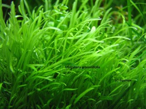 utricularia_graminifolia_1.jpg