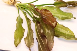 Изображение 3503.jpg