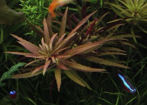 Лимнофила ароматика..JPG