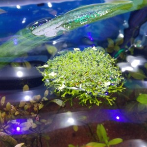 20160730_201311.jpg