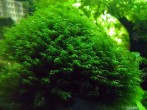 225_bg224.jpg