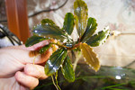 Bucephalandra sp. Silver Powder.jpg