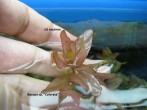 bacopa_colorata.JPG