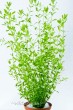 copy_208_068.jpg