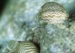 copy_444_copy_468_Kahnschnecke11-2.jpg