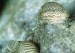 copy_444_copy_468_Kahnschnecke11-2.jpg