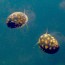 copy_558_copy_895_copy_184_copy_186_тео_macro_web.jpg