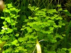 copy_679_hydrocotyle_tripartita.jpg