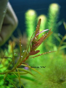 copy_683_rotala_hra.jpg